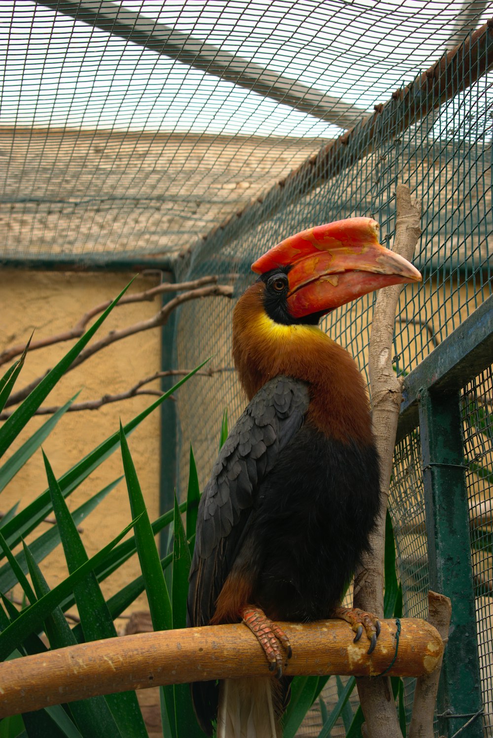 brown and black bird