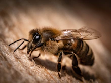 black and yellow bee on wooden surface