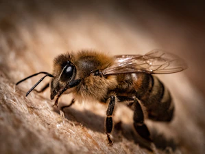 black and yellow bee on wooden surface