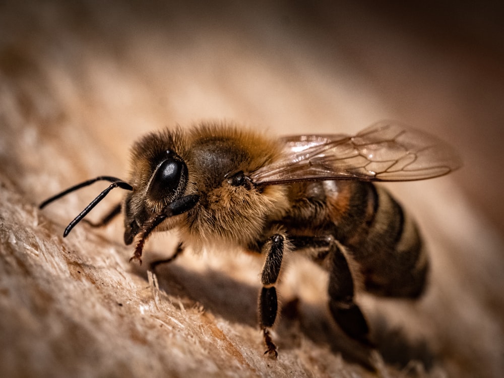 black and yellow bee on wooden surface