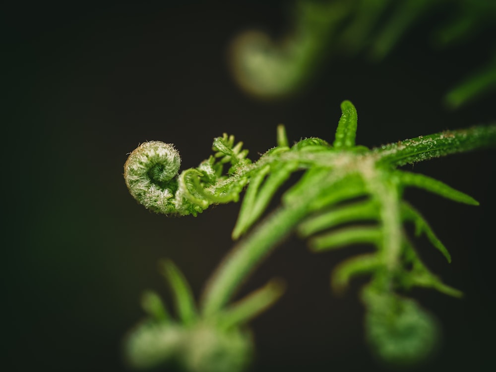 green leaf plant