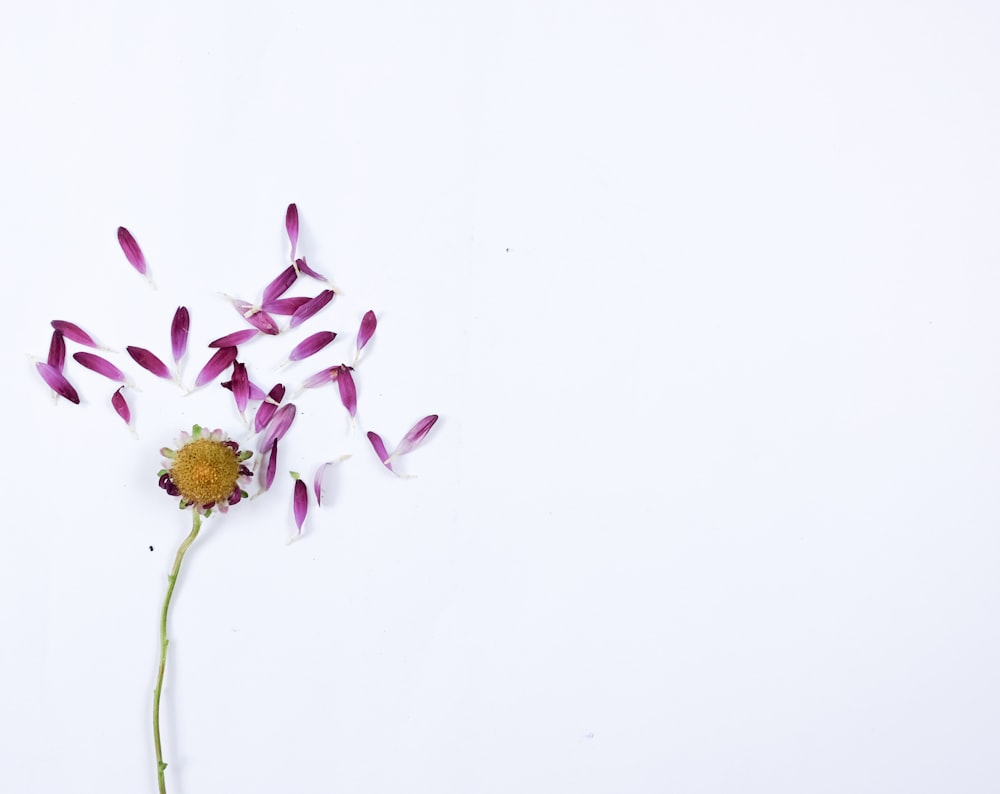 purple petaled flowers