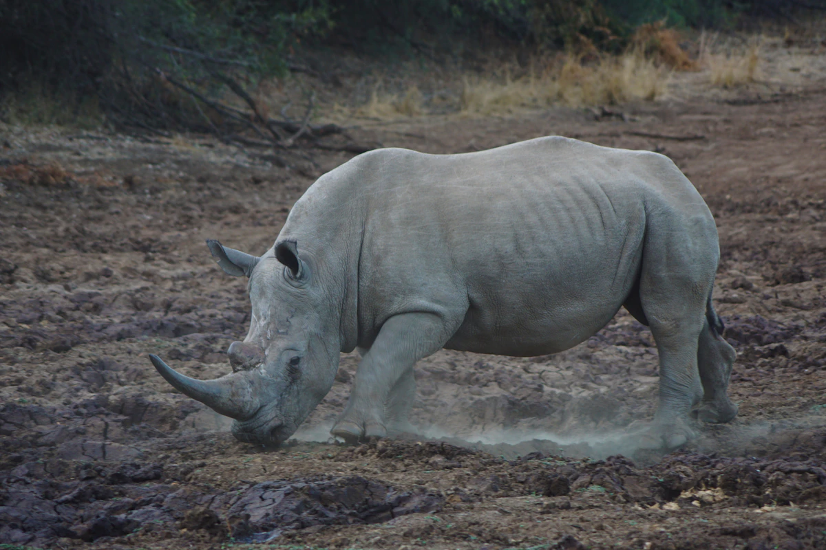 White rhino grazing on open grassland