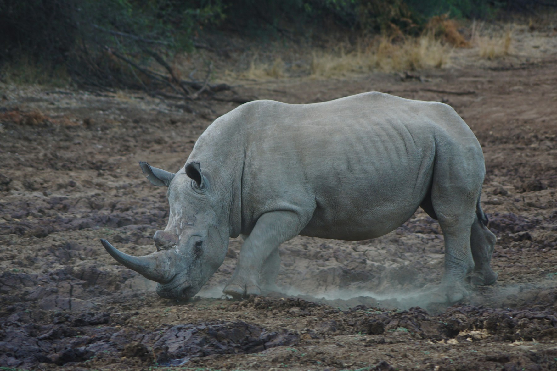 A white rhino