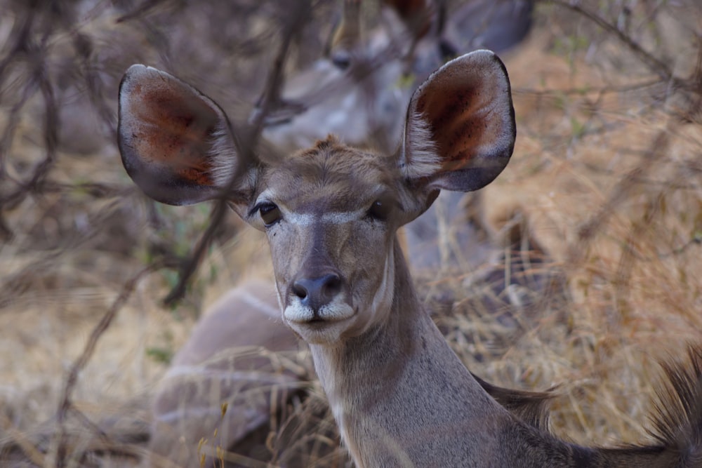 photo of brown deer