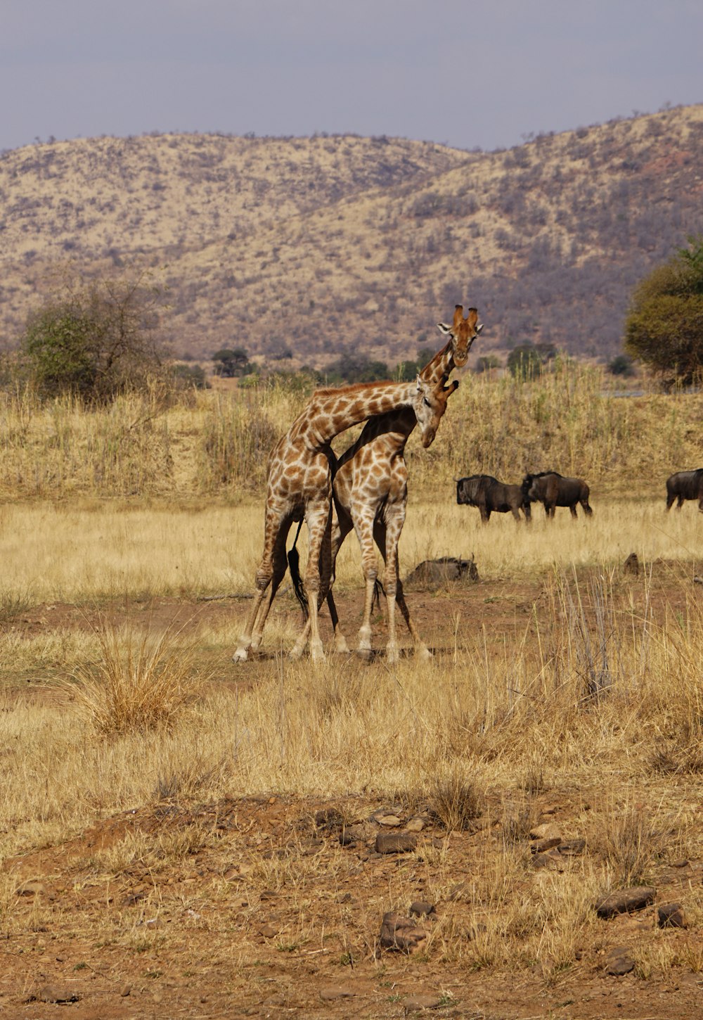 girafa perto da montanha durante o dia