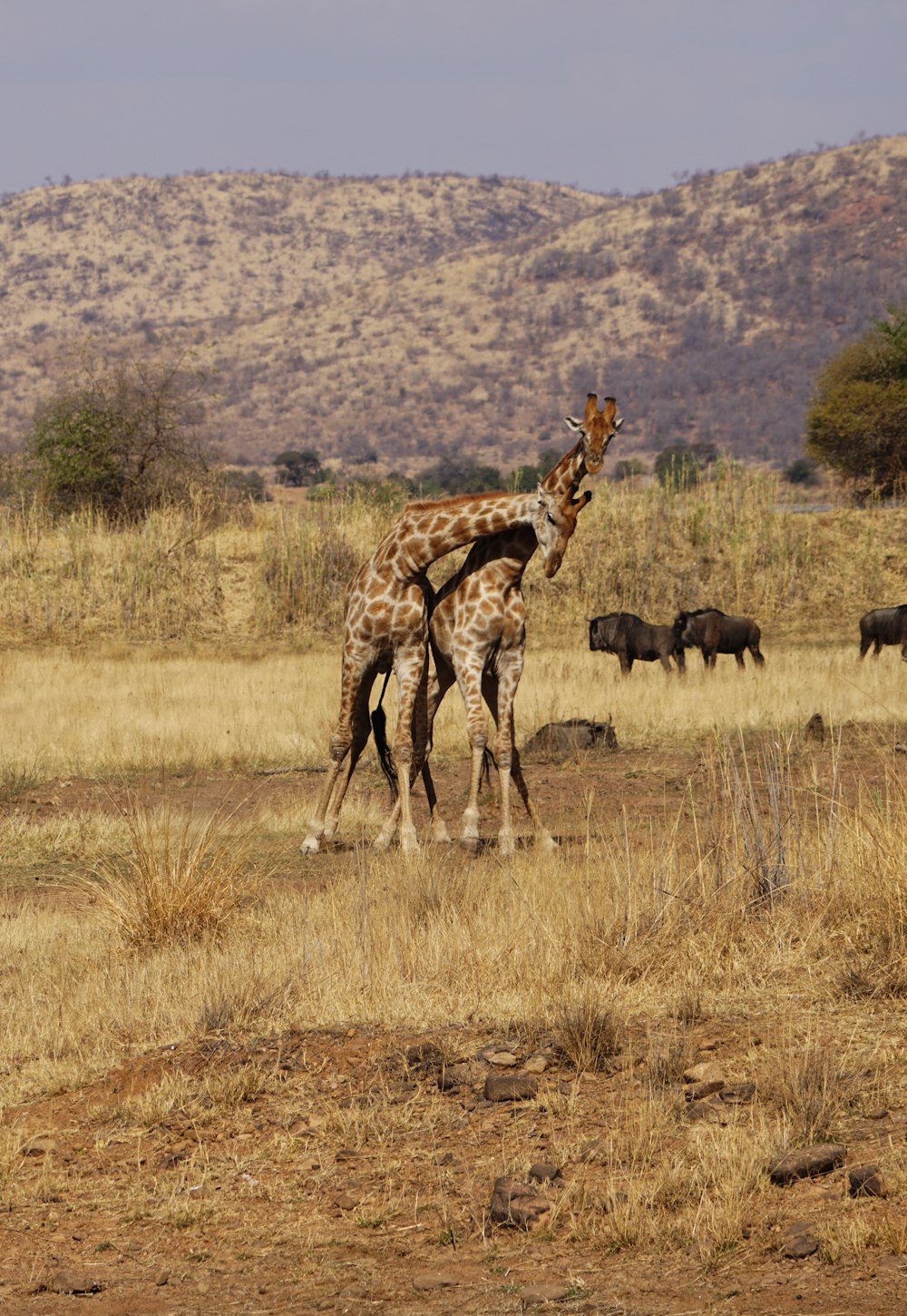 giraffe near mountain during daytime