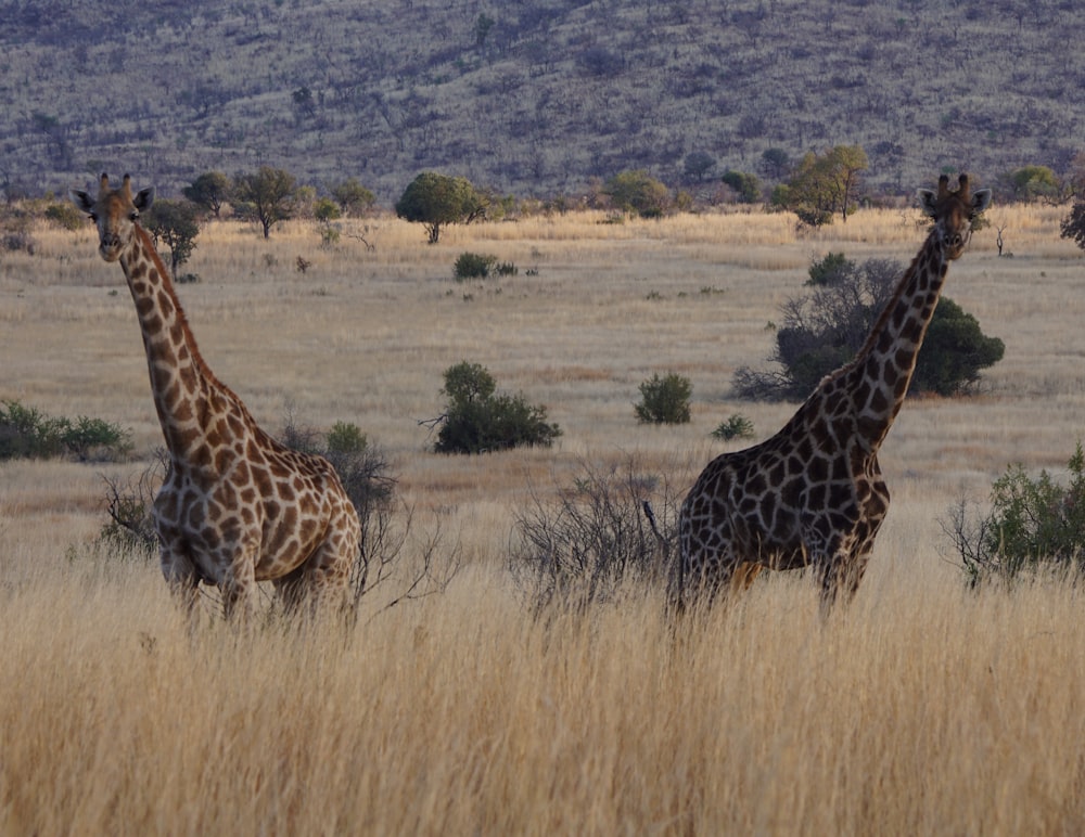 2 girafas em pastagens