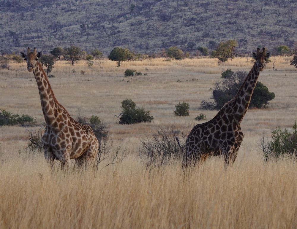 2 giraffes on grassland