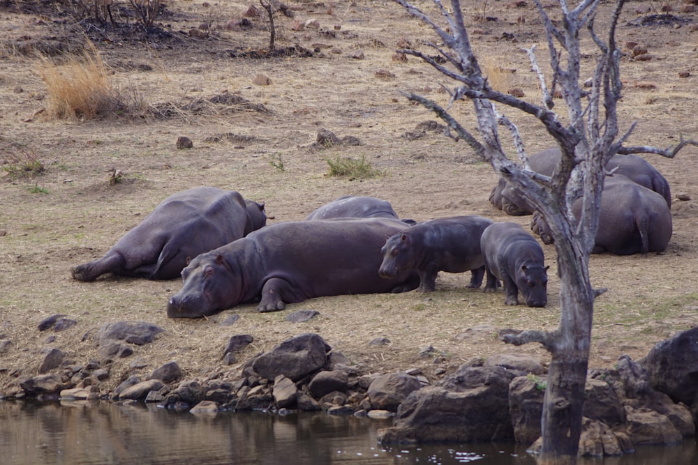 hippopotame noir