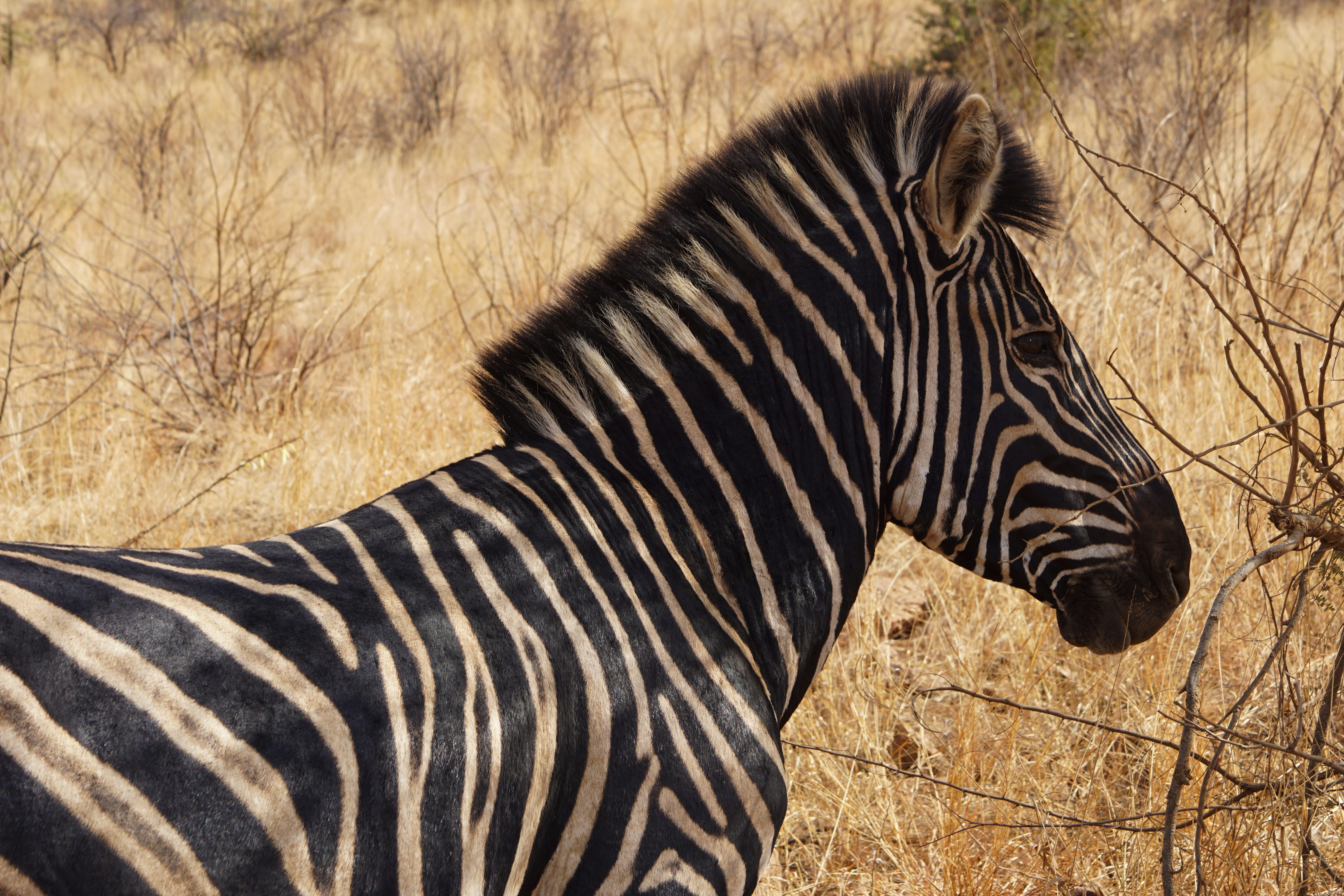 adult zebra on grass field