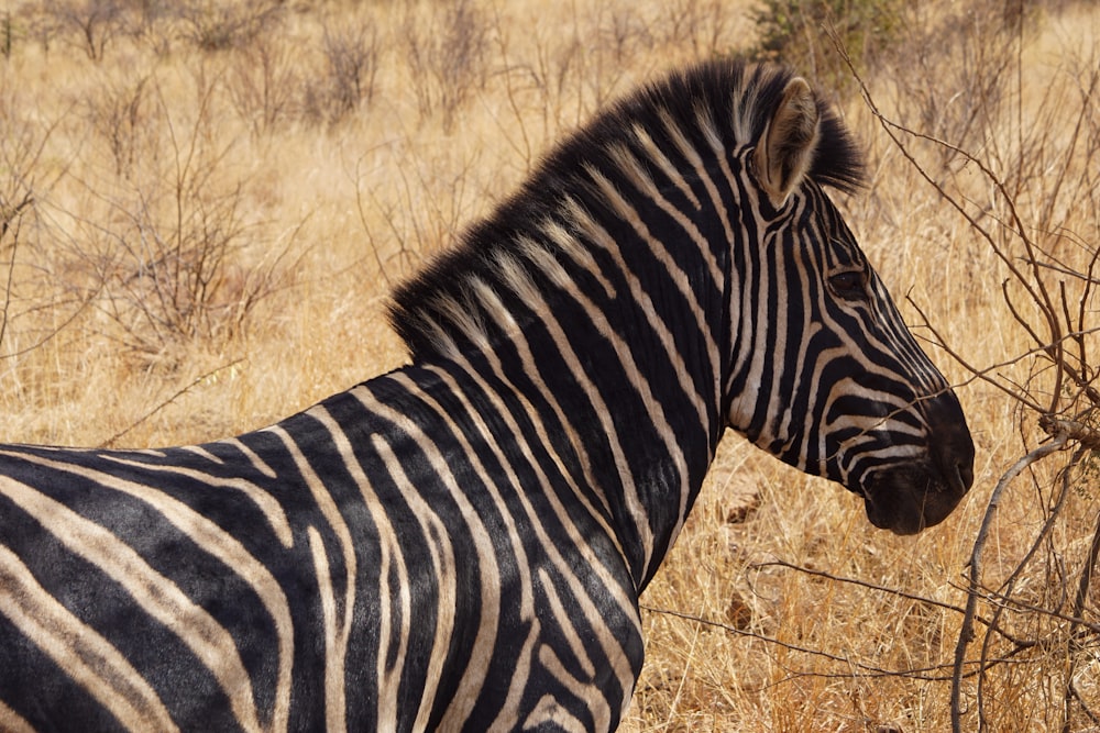 adult zebra on grass field