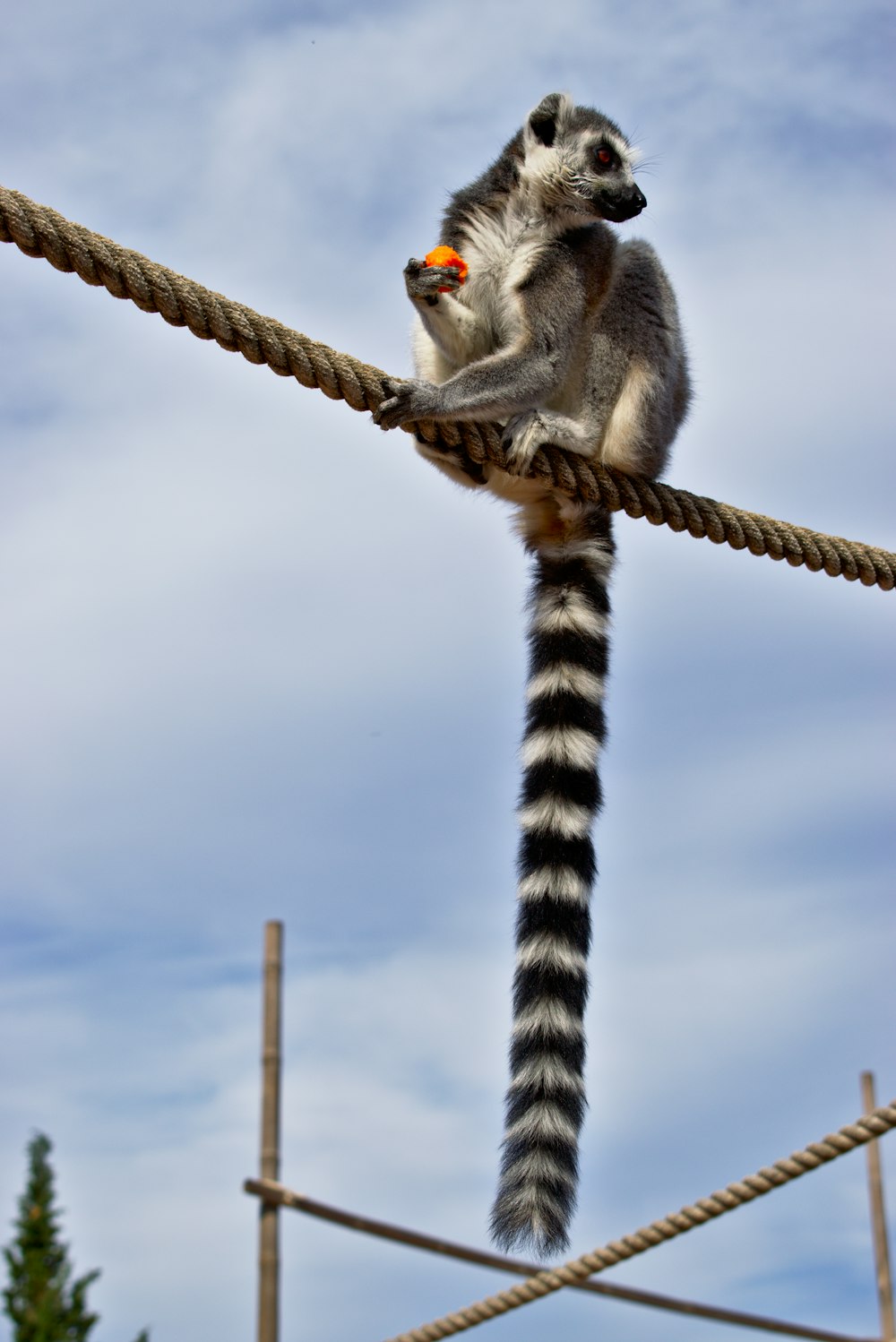 animal on rope