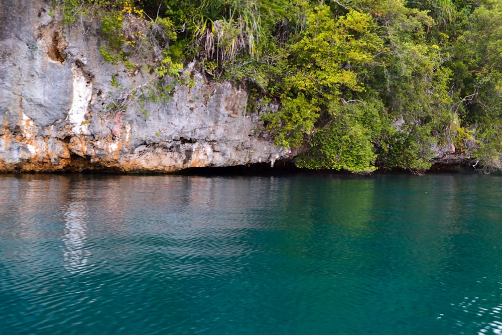 Grünblättrige Pflanzen in der Nähe von blauem Wasser