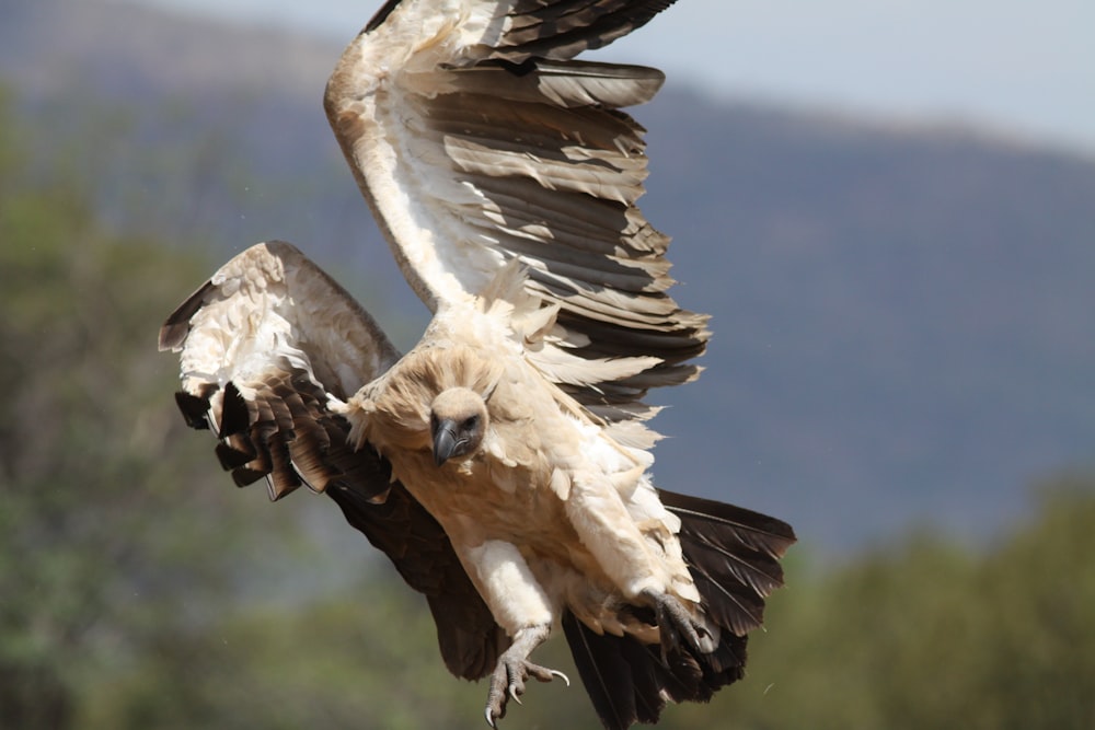 selective focus photography of white and brown bird