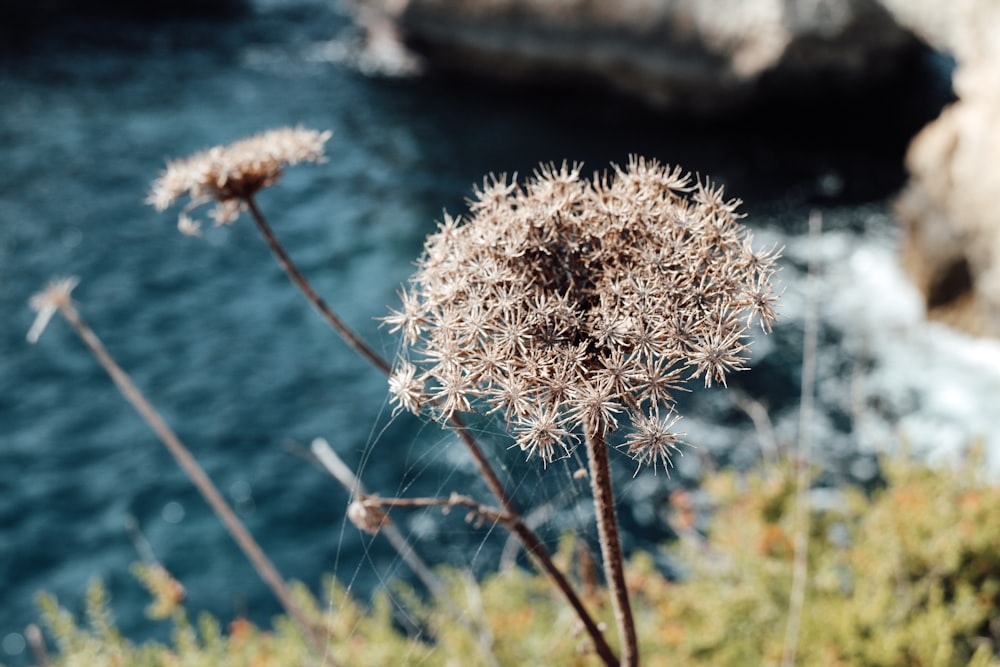 dandelion flower