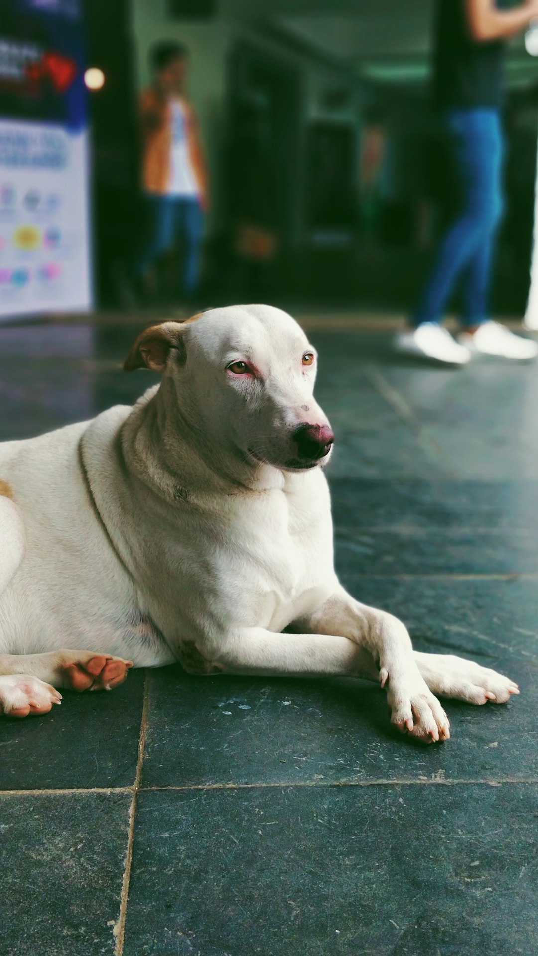 white short-coated dog on floor