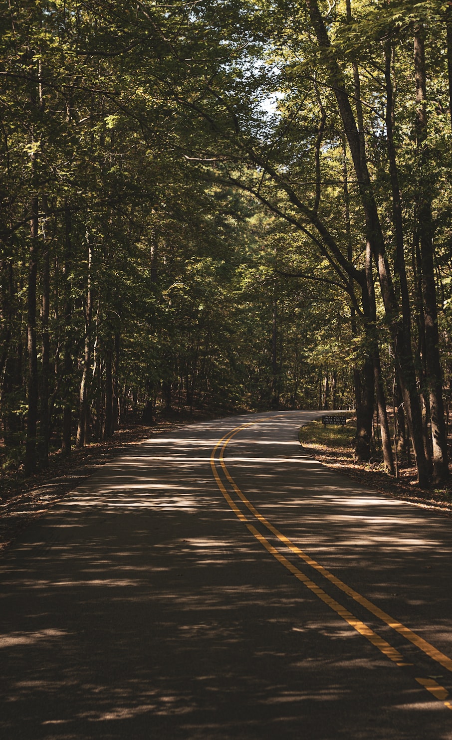 road winding through a forest in Raleigh, NC