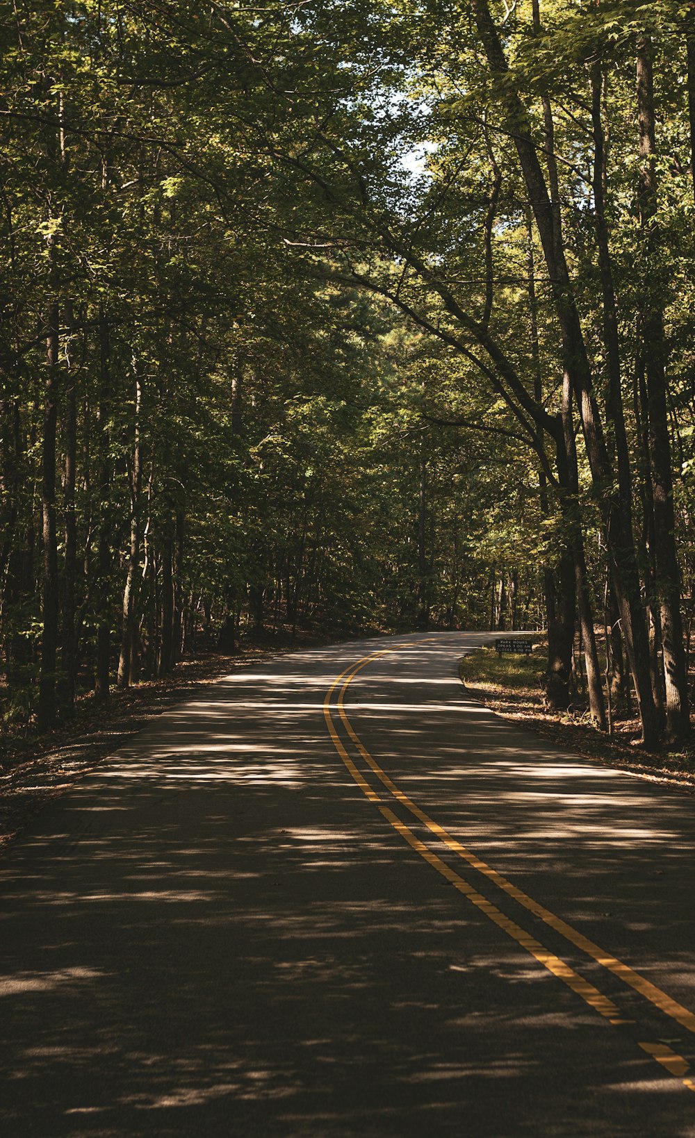 road surrounded by trees during day