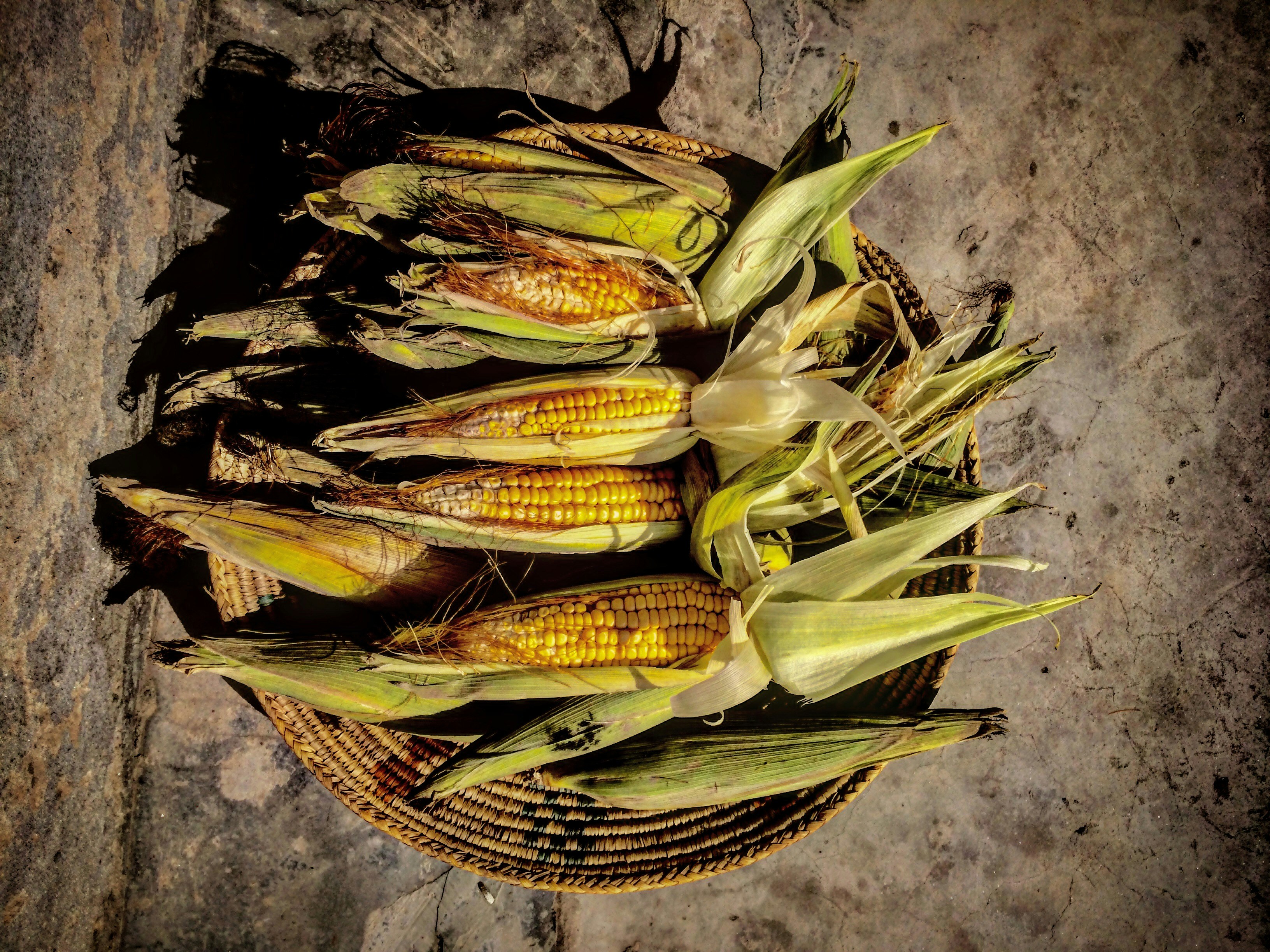 Benih Jagung Premium