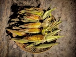 A basket filled with freshly harvested corn cobs, still in their husks, resting on a stone or concrete surface. The sunlight emphasizes the rich yellow kernels and the green outer husks.