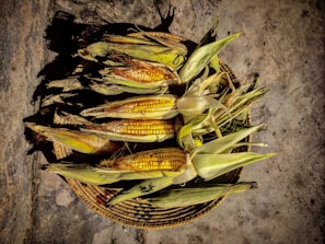 A basket filled with freshly harvested corn cobs, still in their husks, resting on a stone or concrete surface. The sunlight emphasizes the rich yellow kernels and the green outer husks.