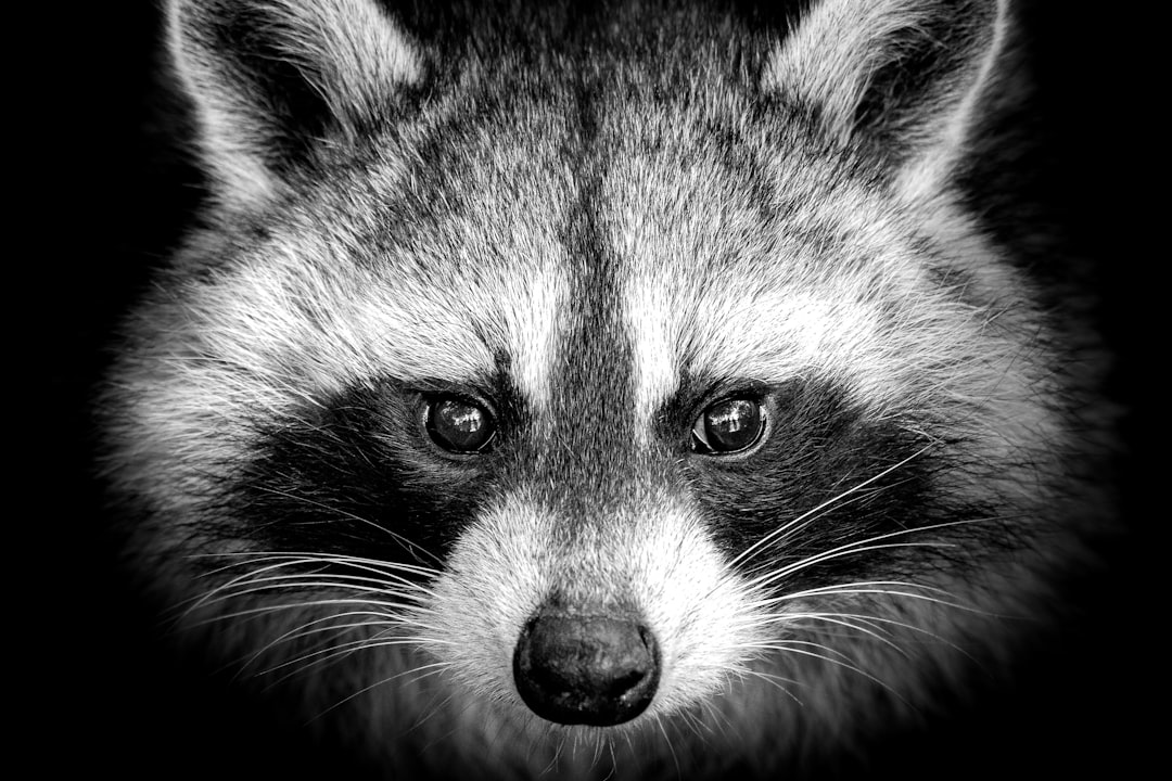  raccoon illustration raccoon