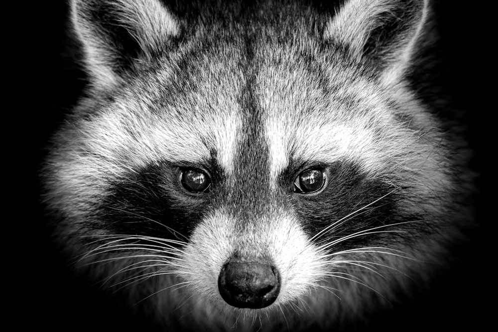 black and white animal in close up photography photo – Free Racoon Image on  Unsplash