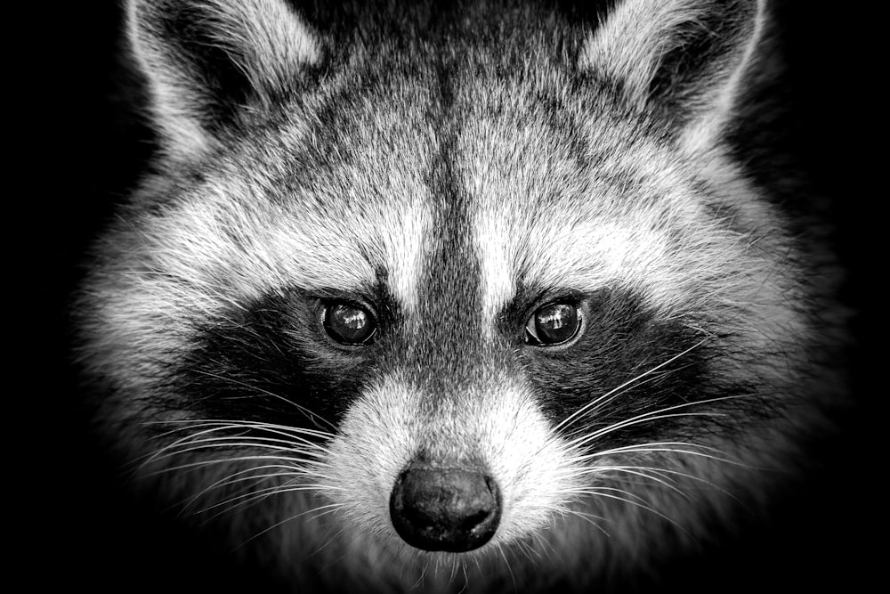 raccoon illustration