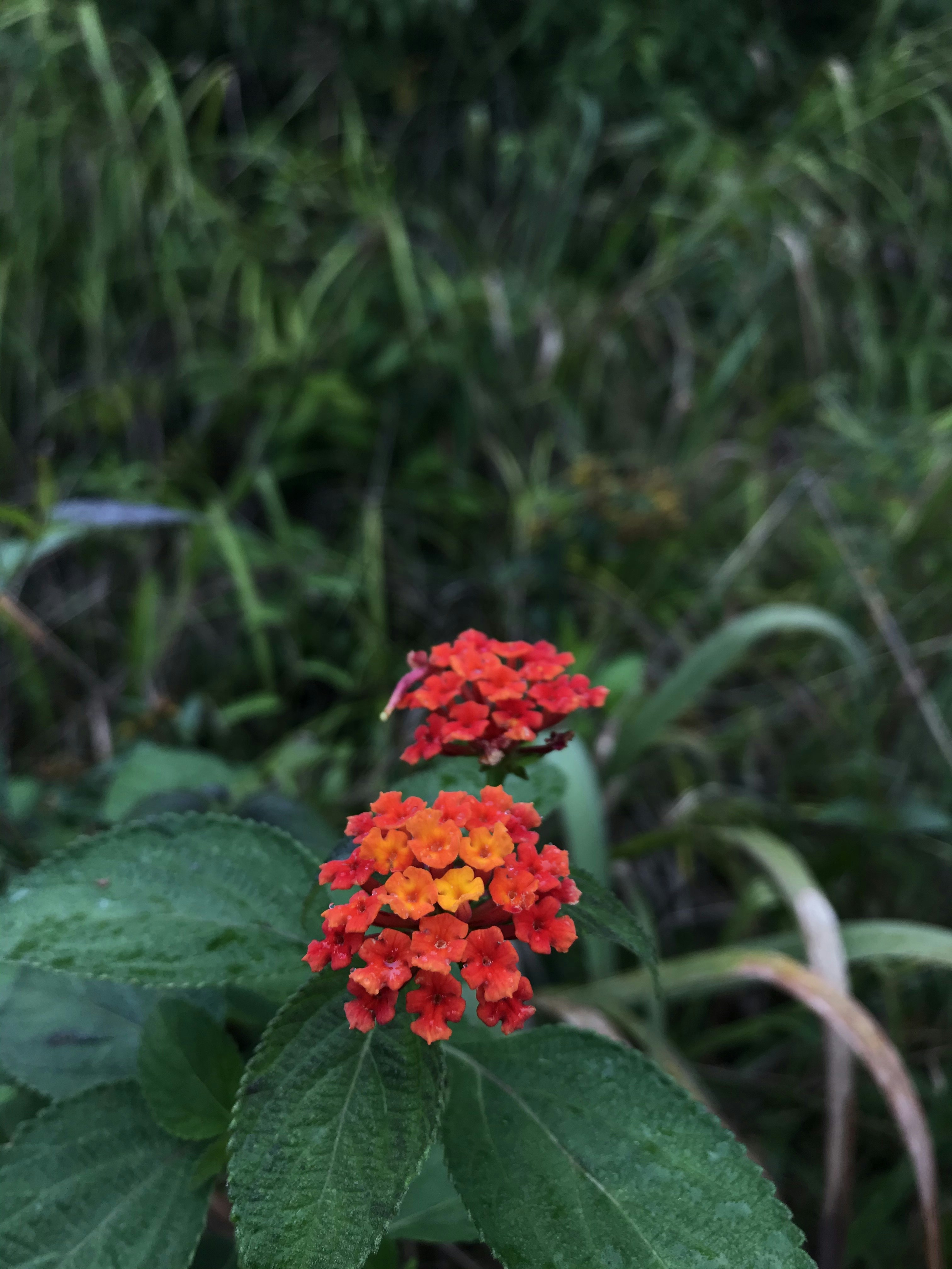 Photo by ariannesouzaph