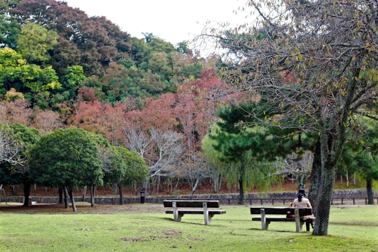 person sitting on bench in Nara Japan