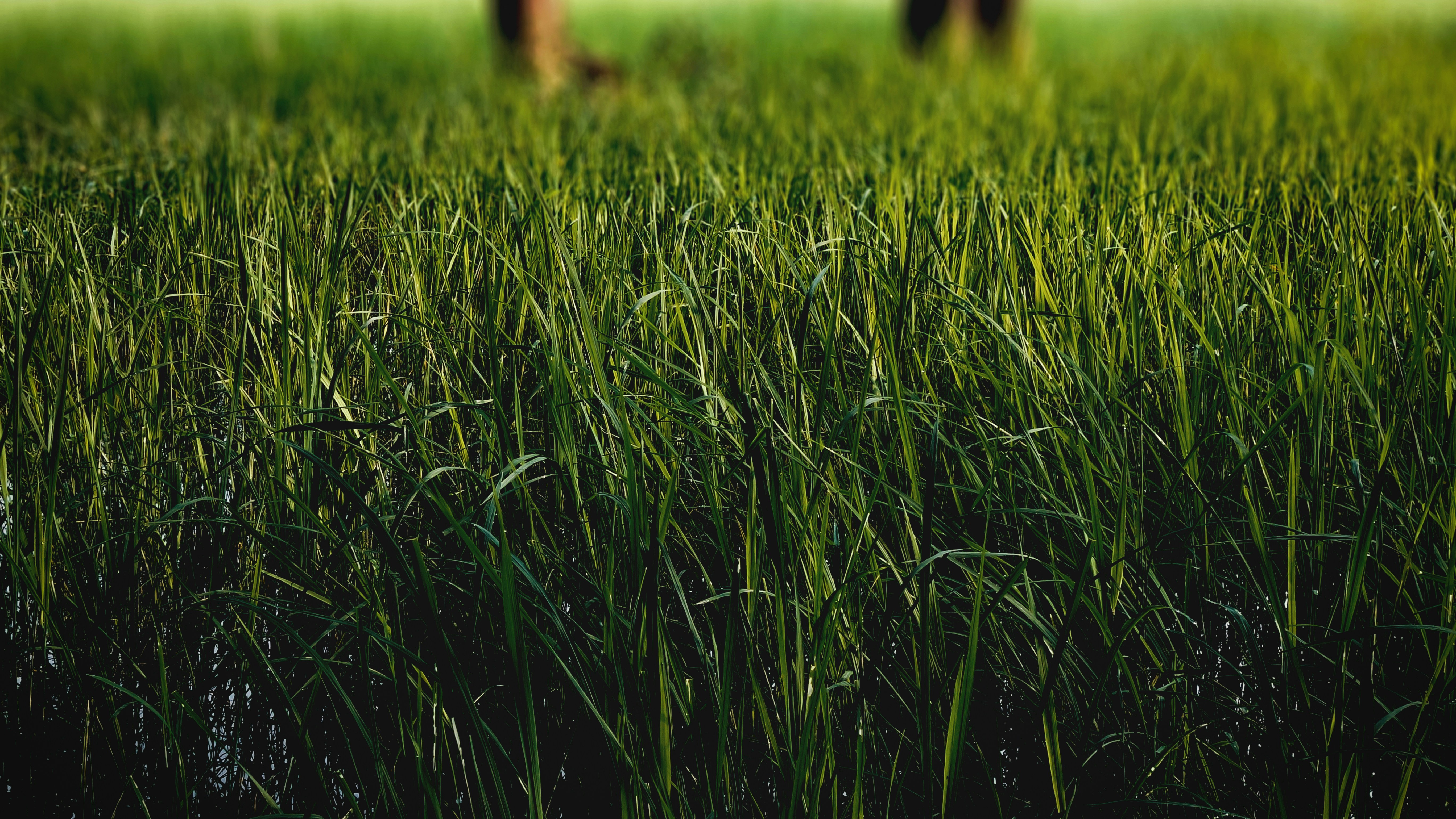 How To Choose The Best Artificial Grass For Your Compound – Site Title