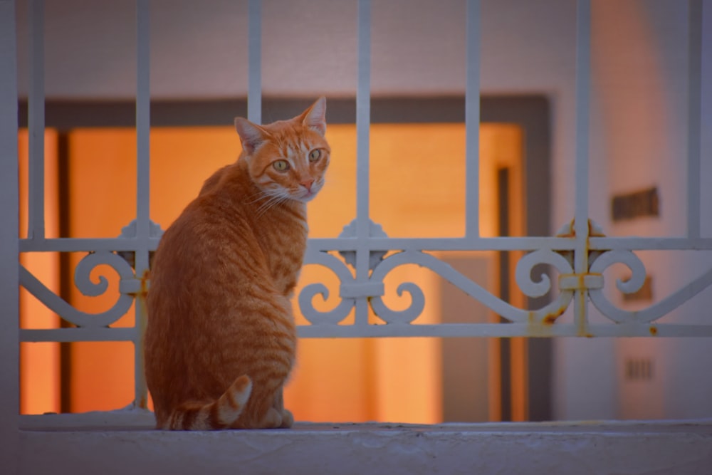 gatto soriano arancione che guarda oltre la sua spalla destra accanto alle sbarre