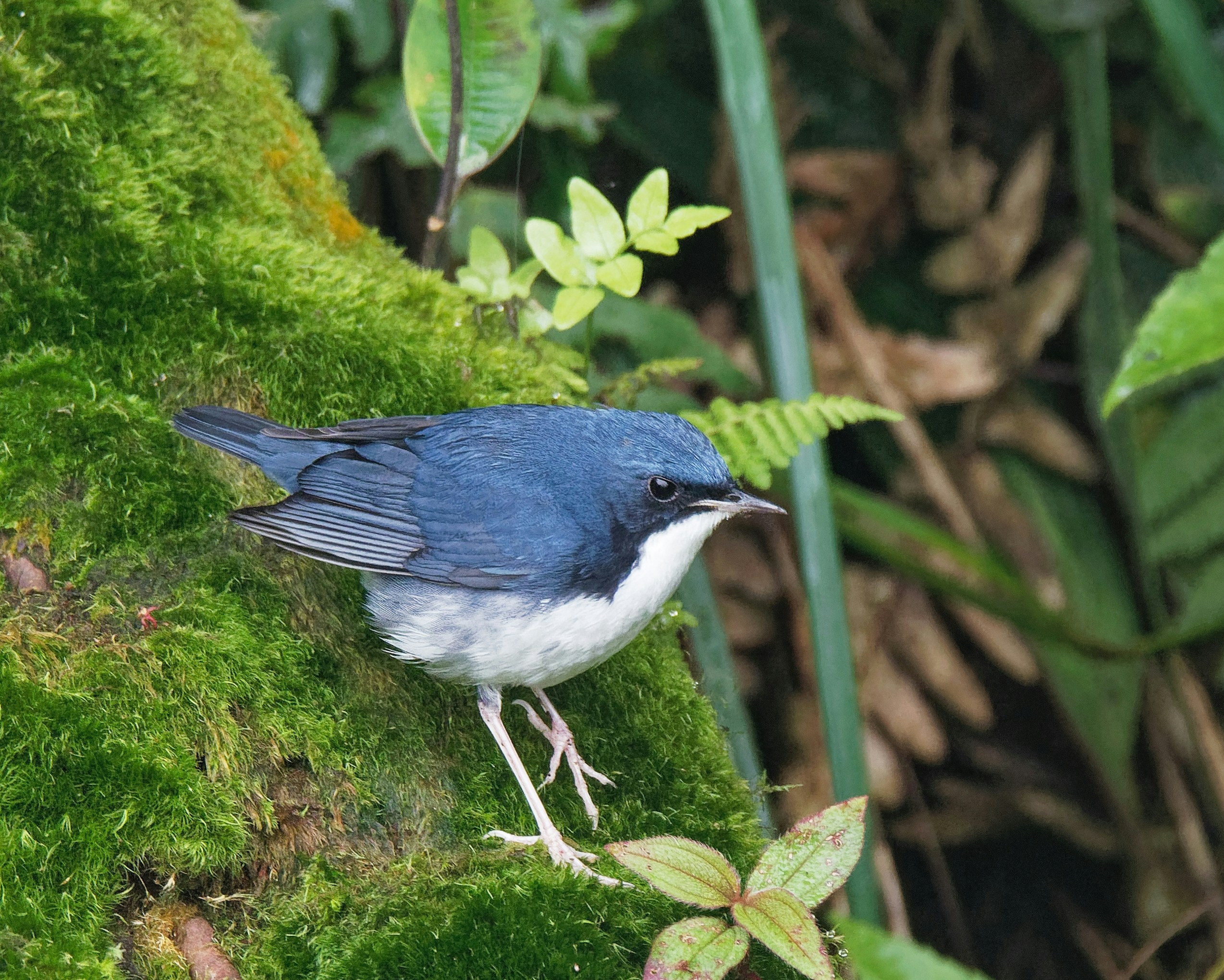 blue and white short-beaked bird
