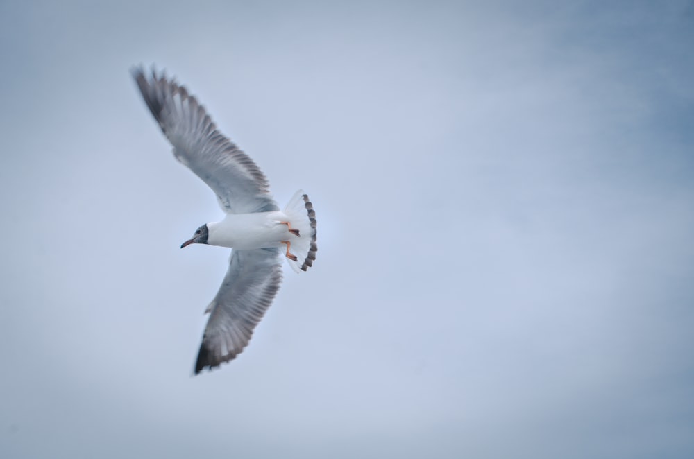 hovering white feathered bird