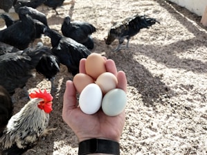 A hand is holding five eggs of different colors, including brown, white, and light blue, while surrounded by several black chickens and a single white and black rooster with a red comb, standing on sandy ground.