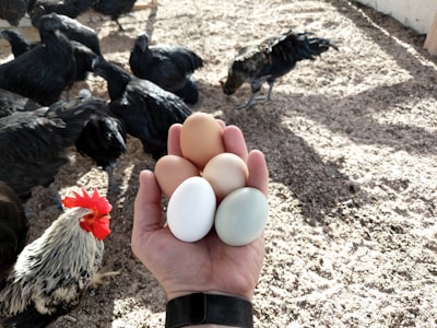 A hand is holding five eggs of different colors, including brown, white, and light blue, while surrounded by several black chickens and a single white and black rooster with a red comb, standing on sandy ground.