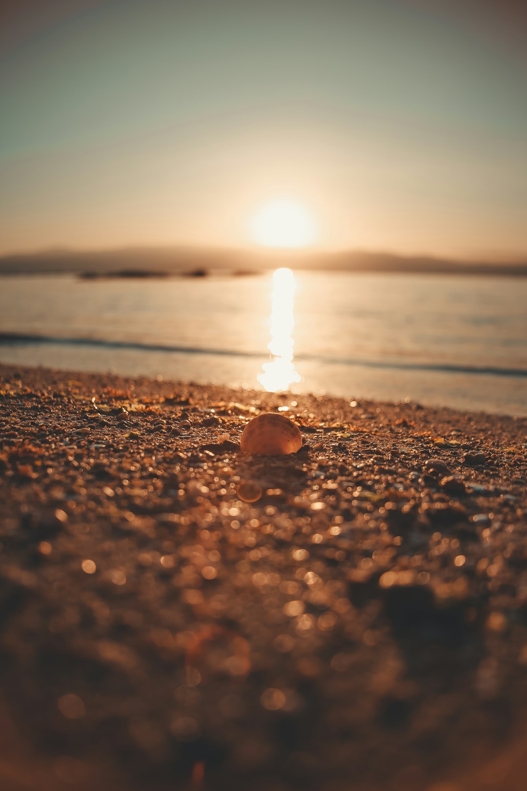 shallow focus photo of brown seashell