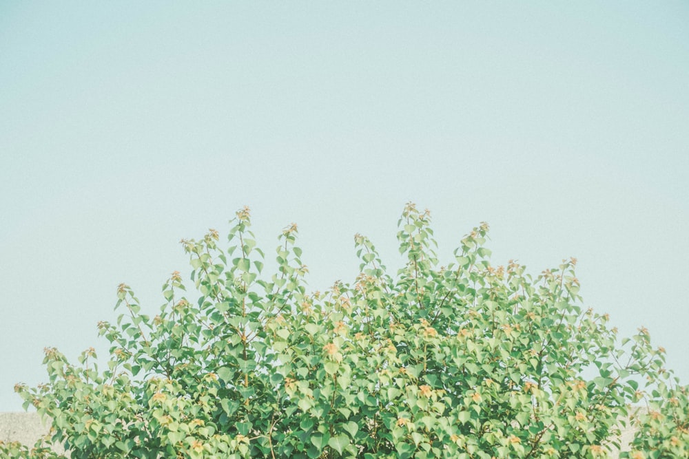 green leaves under blue sky during daytime