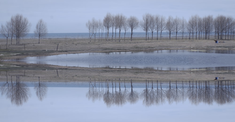 bare trees near body of water