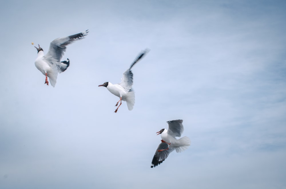 three white birds on mid air