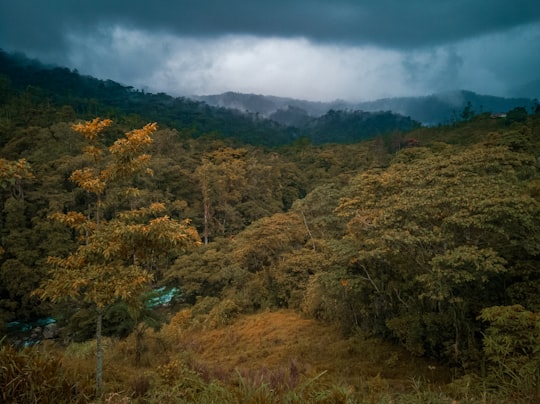 forest under foggy weather in Provincia de Cartago Costa Rica