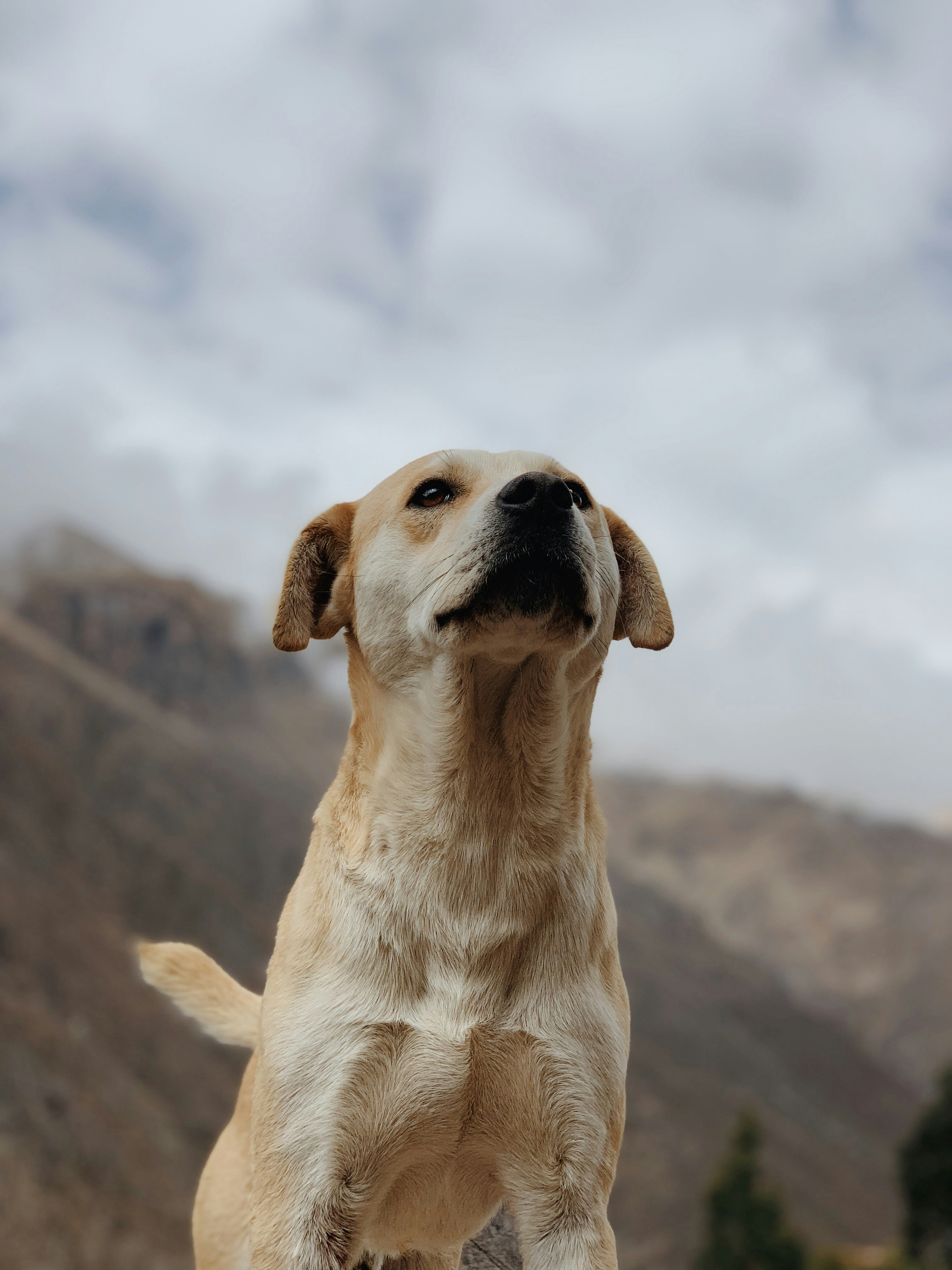 yellow Labrador retriever