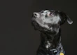 A sleek smart collar with LED indicators glowing softly in a dark room