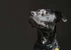 A sleek smart collar with LED indicators glowing softly in a dark room