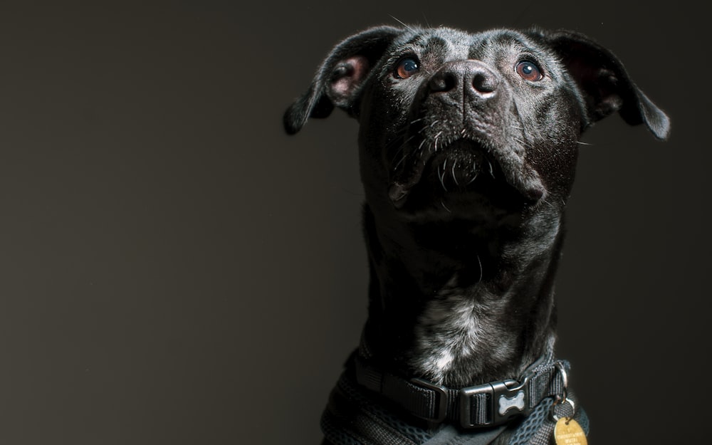 Short Haired Black Dog With Collar Photo Free Animal Image On