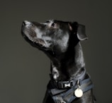 A black dog with a shiny coat is wearing a black harness and collar with a bone-shaped tag. The dog has a yellow circular tag attached to its collar. The background is dark, highlighting the dog's profile as it gazes upwards with a calm expression.