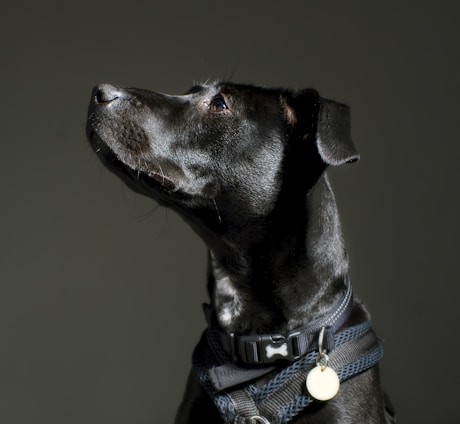 A black dog with a shiny coat is wearing a black harness and collar with a bone-shaped tag. The dog has a yellow circular tag attached to its collar. The background is dark, highlighting the dog's profile as it gazes upwards with a calm expression.