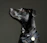 Happy dog wearing a shiny custom engraved pet ID tag in a colorful collar.