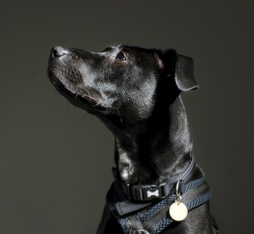 A black dog with a shiny coat is wearing a black harness and collar with a bone-shaped tag. The dog has a yellow circular tag attached to its collar. The background is dark, highlighting the dog's profile as it gazes upwards with a calm expression.